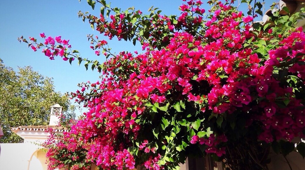 A pretty rental villa near Faro, Portugal. August 2019