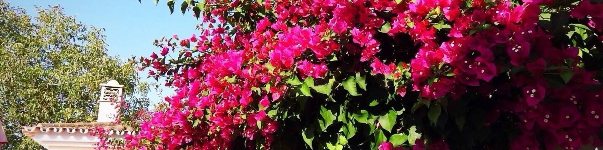 A pretty rental villa near Faro, Portugal. August 2019