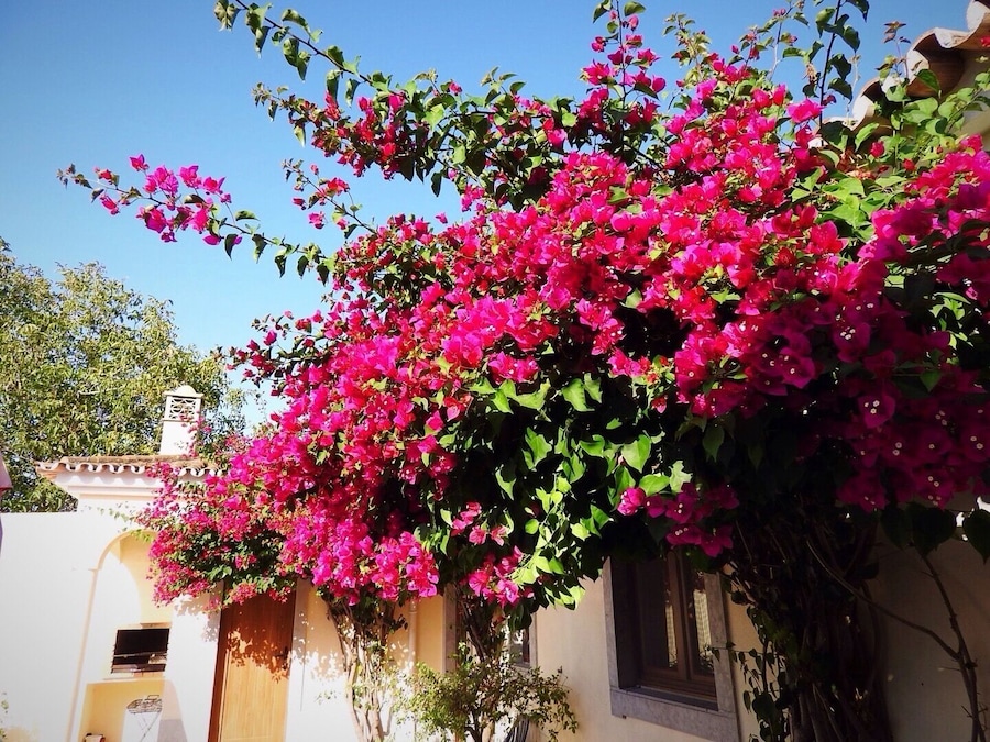 A pretty rental villa near Faro, Portugal. August 2019