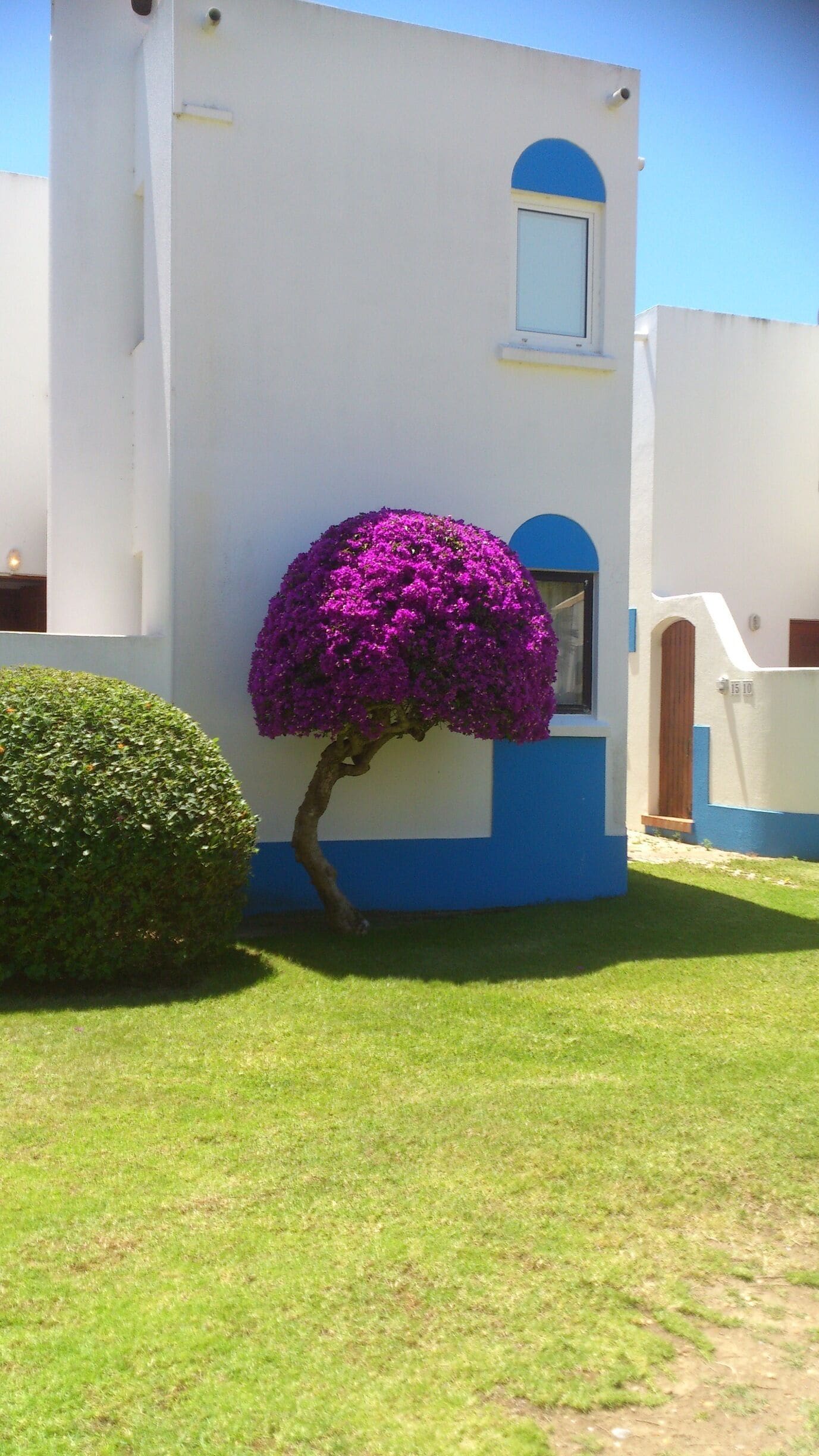 I love these beautiful purple trees in Portugal, no idea what they are called but they are so pretty!
