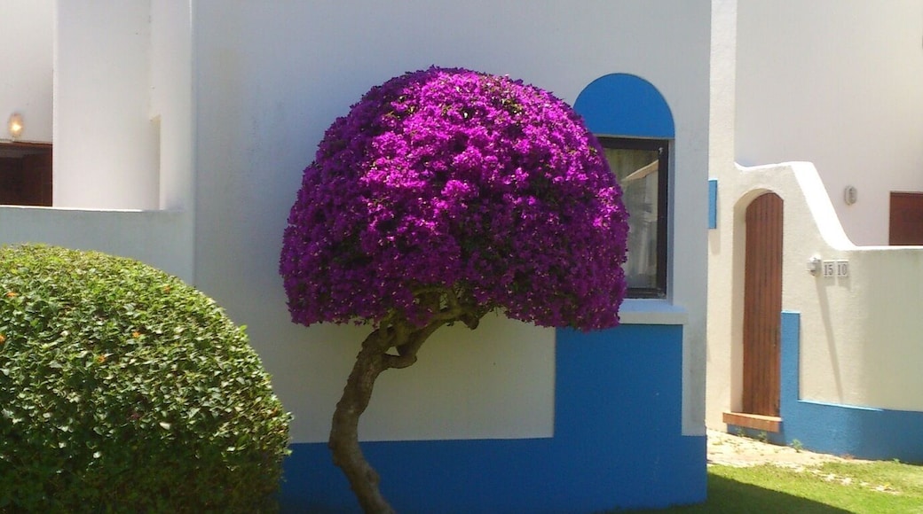 I love these beautiful purple trees in Portugal, no idea what they are called but they are so pretty!