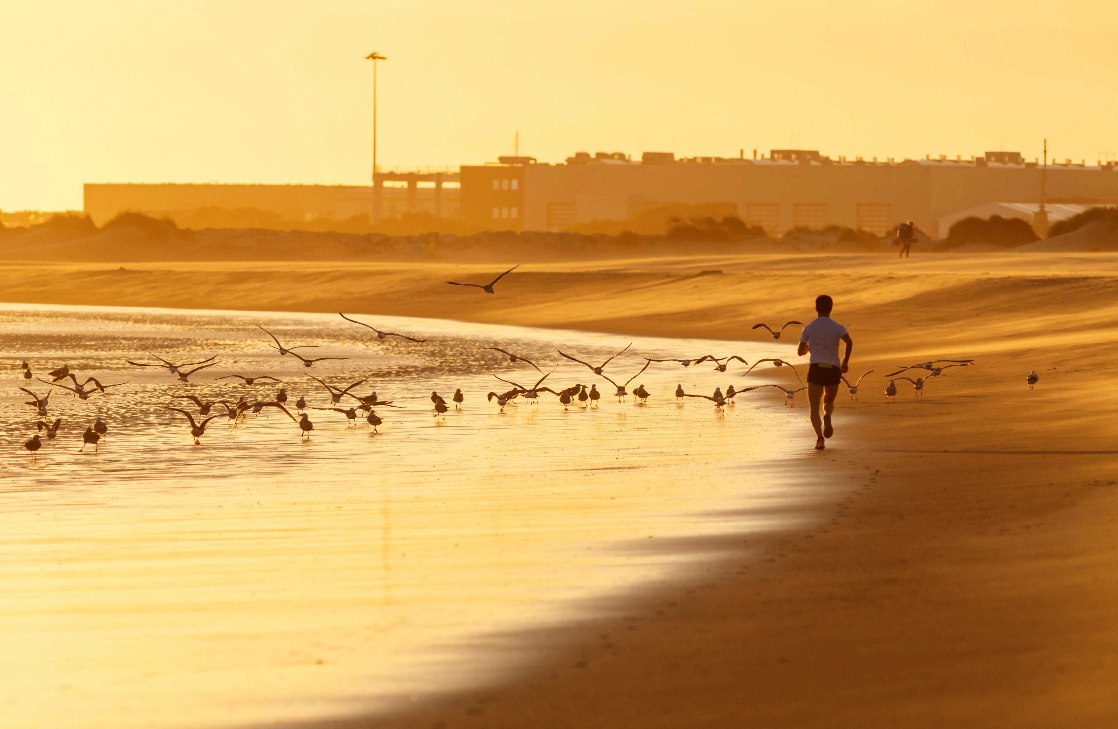 Running with Seagulls at Sunset in Cabedelo Beach, Viana do Castelo, Portugal.
