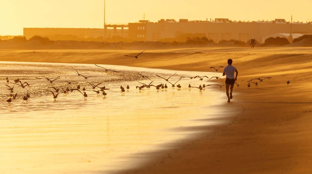 Running with Seagulls at Sunset in Cabedelo Beach, Viana do Castelo, Portugal.