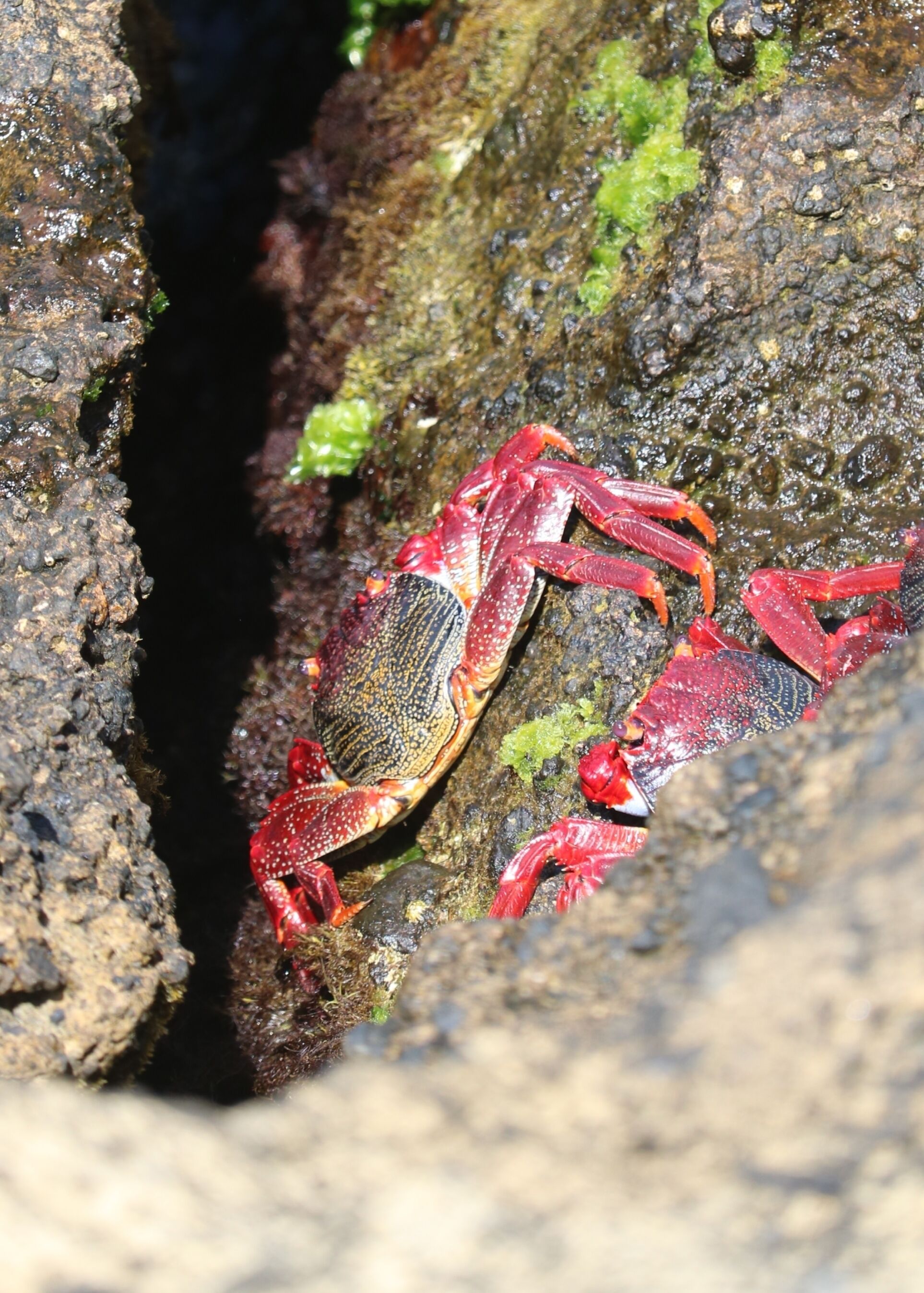 Bright red crabs at the Islet of Vila Franca do Campo, some of the many beautiful sea creatures living around the Azores, a lovely place to visit! #LifeAtExpedia 