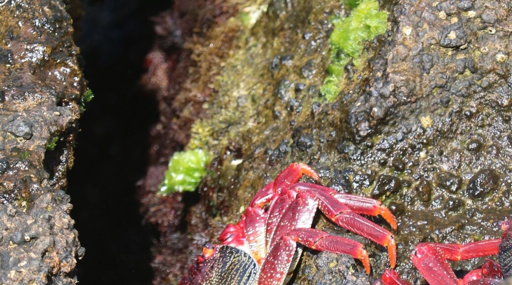 Bright red crabs at the Islet of Vila Franca do Campo, some of the many beautiful sea creatures living around the Azores, a lovely place to visit! #LifeAtExpedia