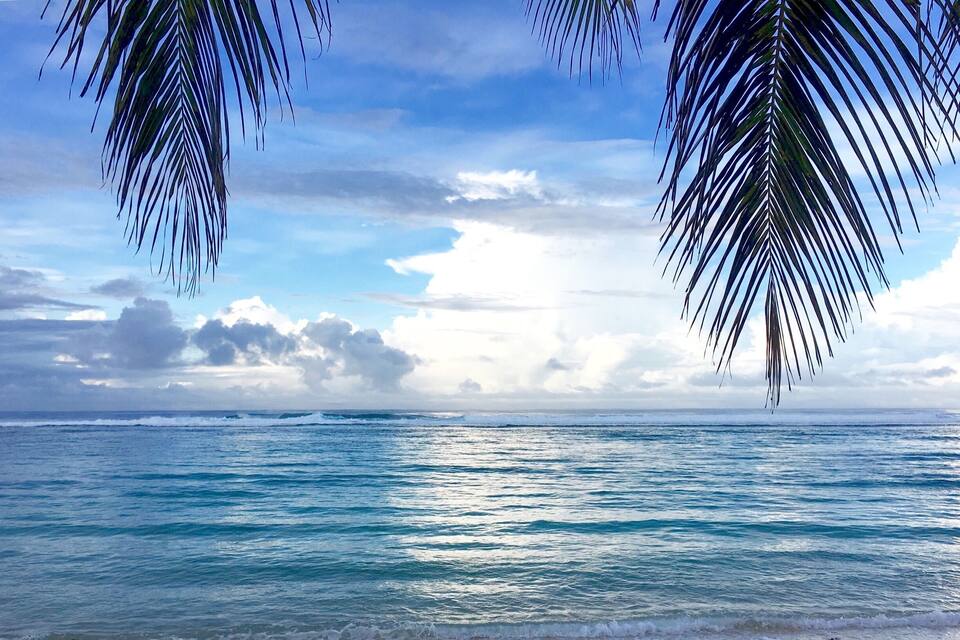Una playa con hojas de palmera y olas del océano.