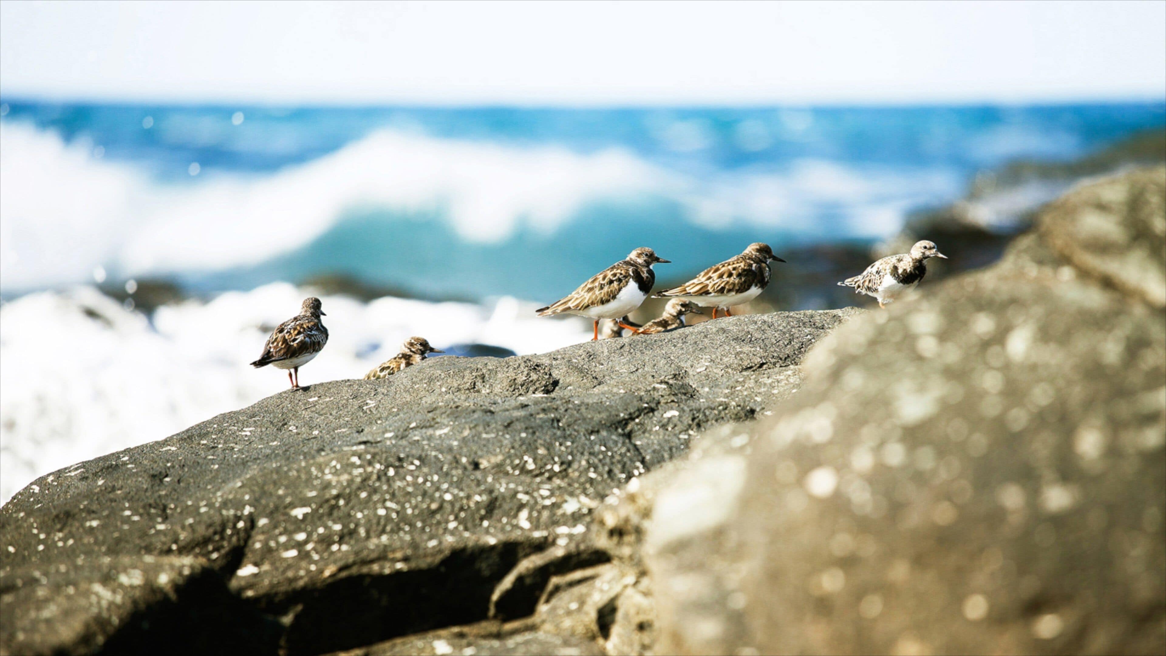 Agaete showing bird life
