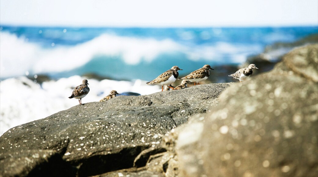 Agaete showing bird life