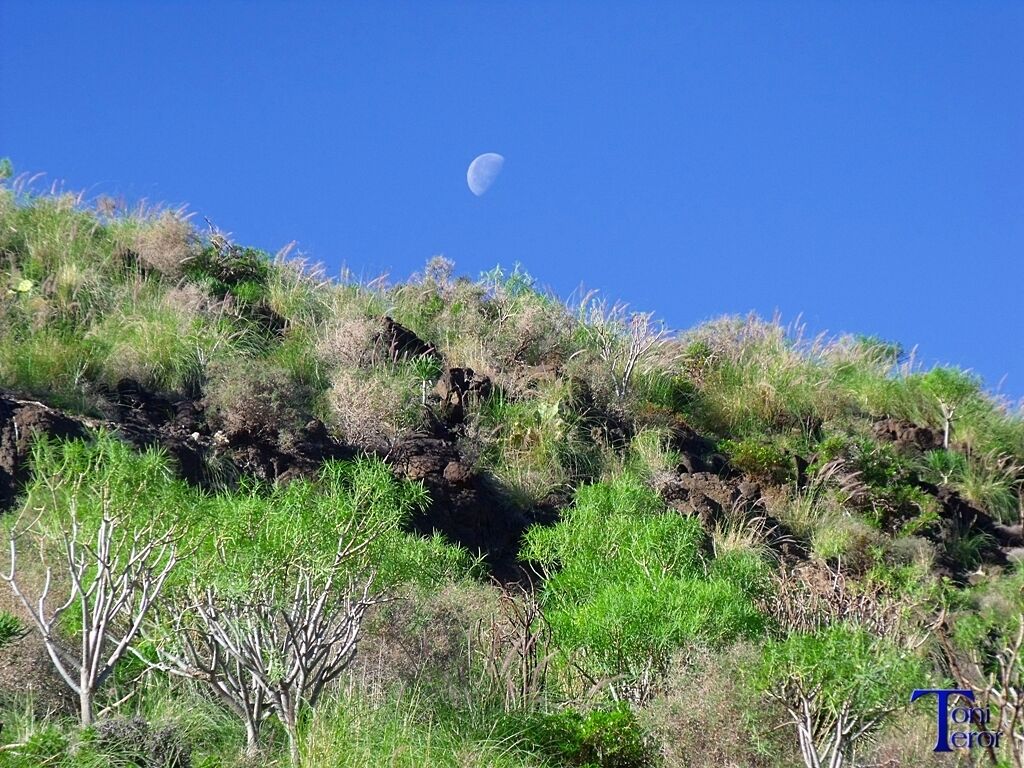 Mirando hacia la luna