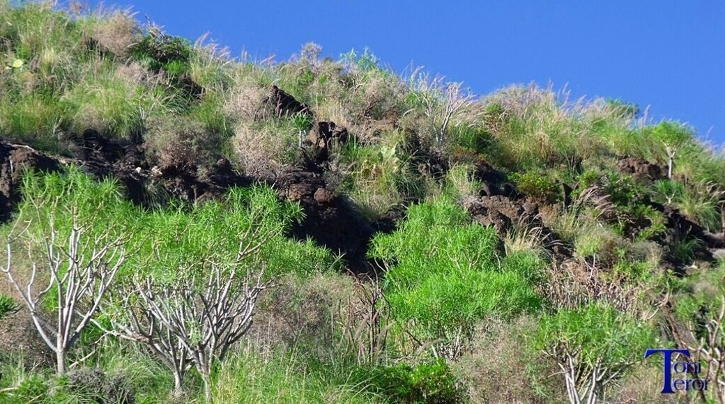 Mirando hacia la luna