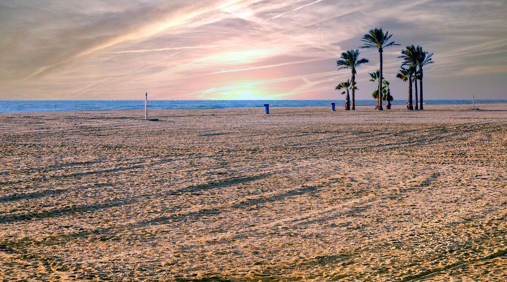 Beach with palm trees at sunset