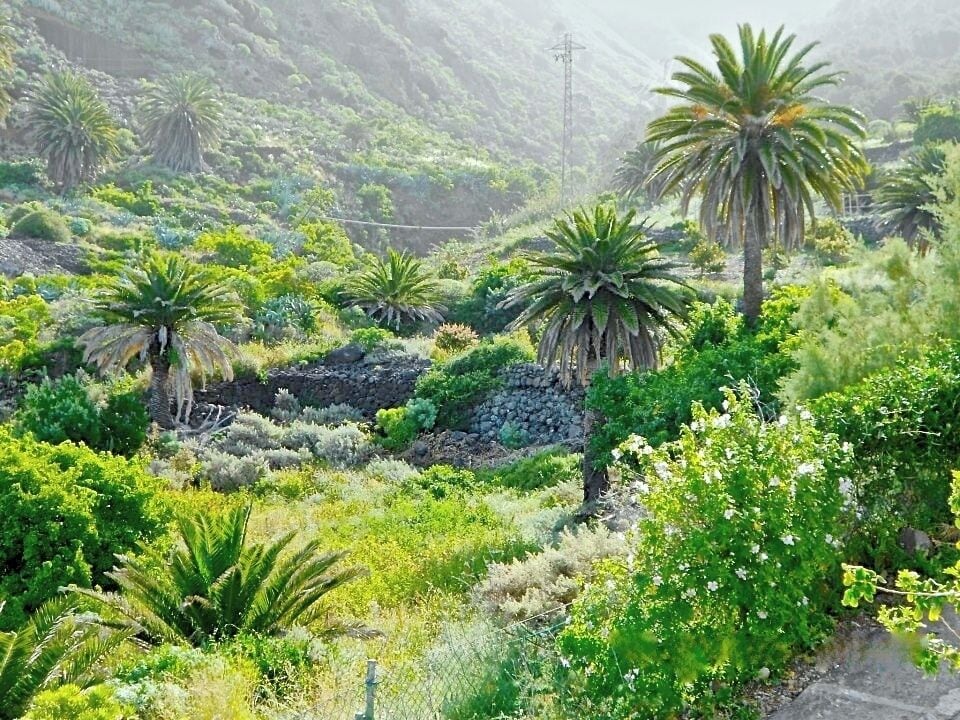 Camino Isogue , Bajamar. View over the ravine.

The mountains above Bajamar and even more so, the neighbouring Punta del Hidalgo, are a hiker´s paradise. High green mountains, deep ravines, and spectacular views! And don´t forget to listen to the song of the wild canary birds, and to take a closer look at the many big lizards you will meet on your way.