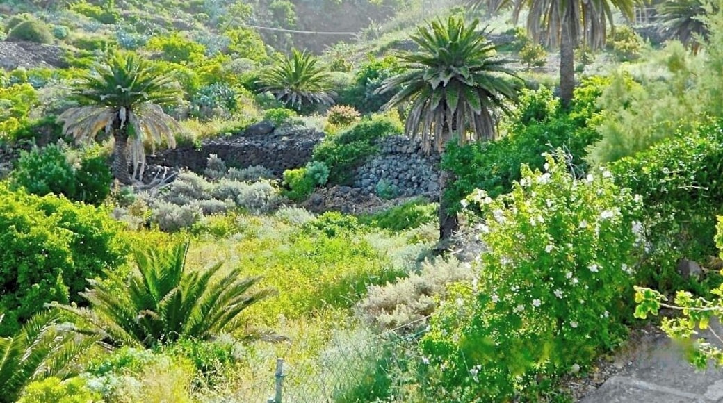 Camino Isogue , Bajamar. View over the ravine.
The mountains above Bajamar and even more so, the neighbouring Punta del Hidalgo, are a hiker´s paradise. High green mountains, deep ravines, and spectacular views! And don´t forget to listen to the song of the wild canary birds, and to take a closer look at the many big lizards you will meet on your way.