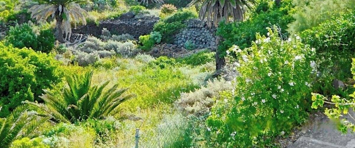 Camino Isogue , Bajamar. View over the ravine.
The mountains above Bajamar and even more so, the neighbouring Punta del Hidalgo, are a hiker´s paradise. High green mountains, deep ravines, and spectacular views! And don´t forget to listen to the song of the wild canary birds, and to take a closer look at the many big lizards you will meet on your way.