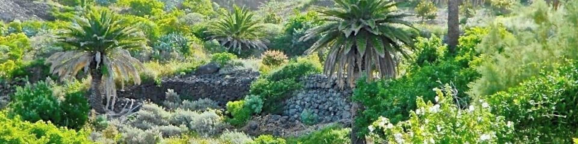 Camino Isogue , Bajamar. View over the ravine.
The mountains above Bajamar and even more so, the neighbouring Punta del Hidalgo, are a hiker´s paradise. High green mountains, deep ravines, and spectacular views! And don´t forget to listen to the song of the wild canary birds, and to take a closer look at the many big lizards you will meet on your way.
