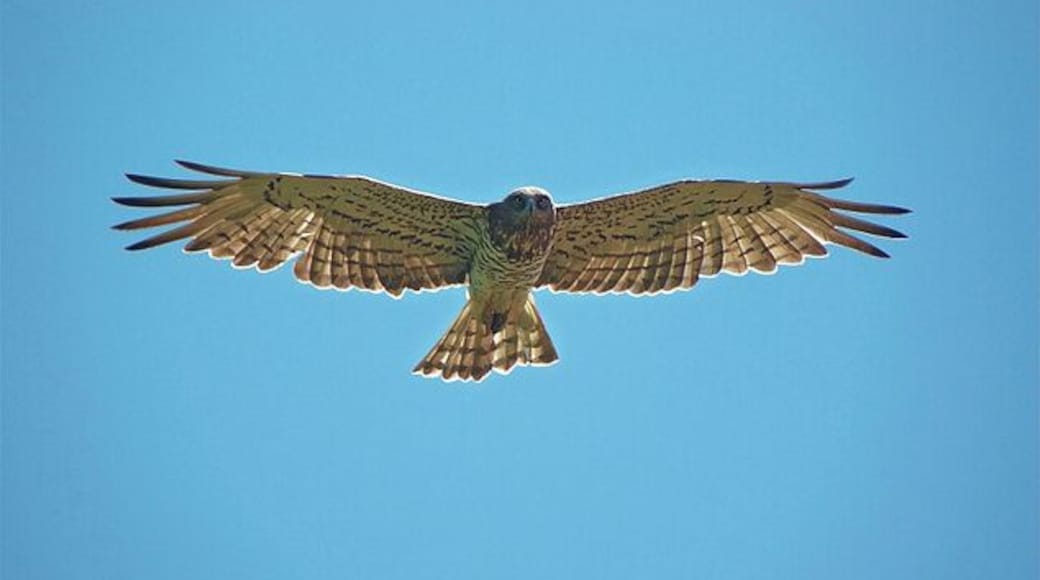 Circaetus gallicus, Loza, Navarre, Spain.