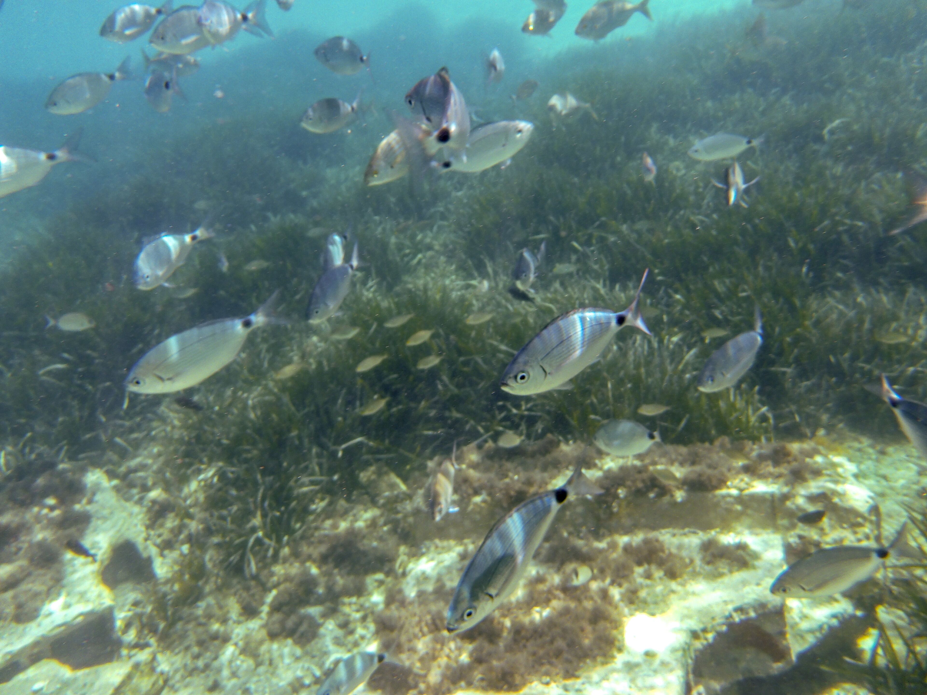 Steps from hotel sundeck straight into crystal clear water and alot of fish 😀