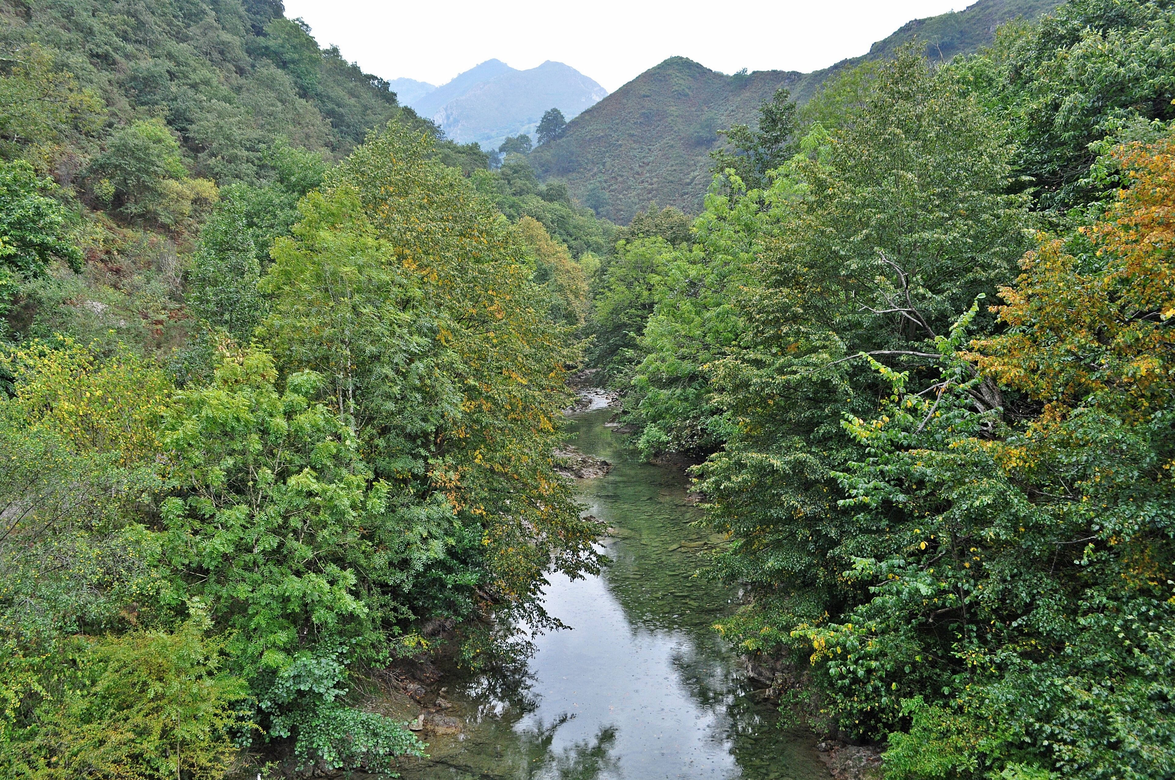 A river flowing through a dense forest with hills in the background.
