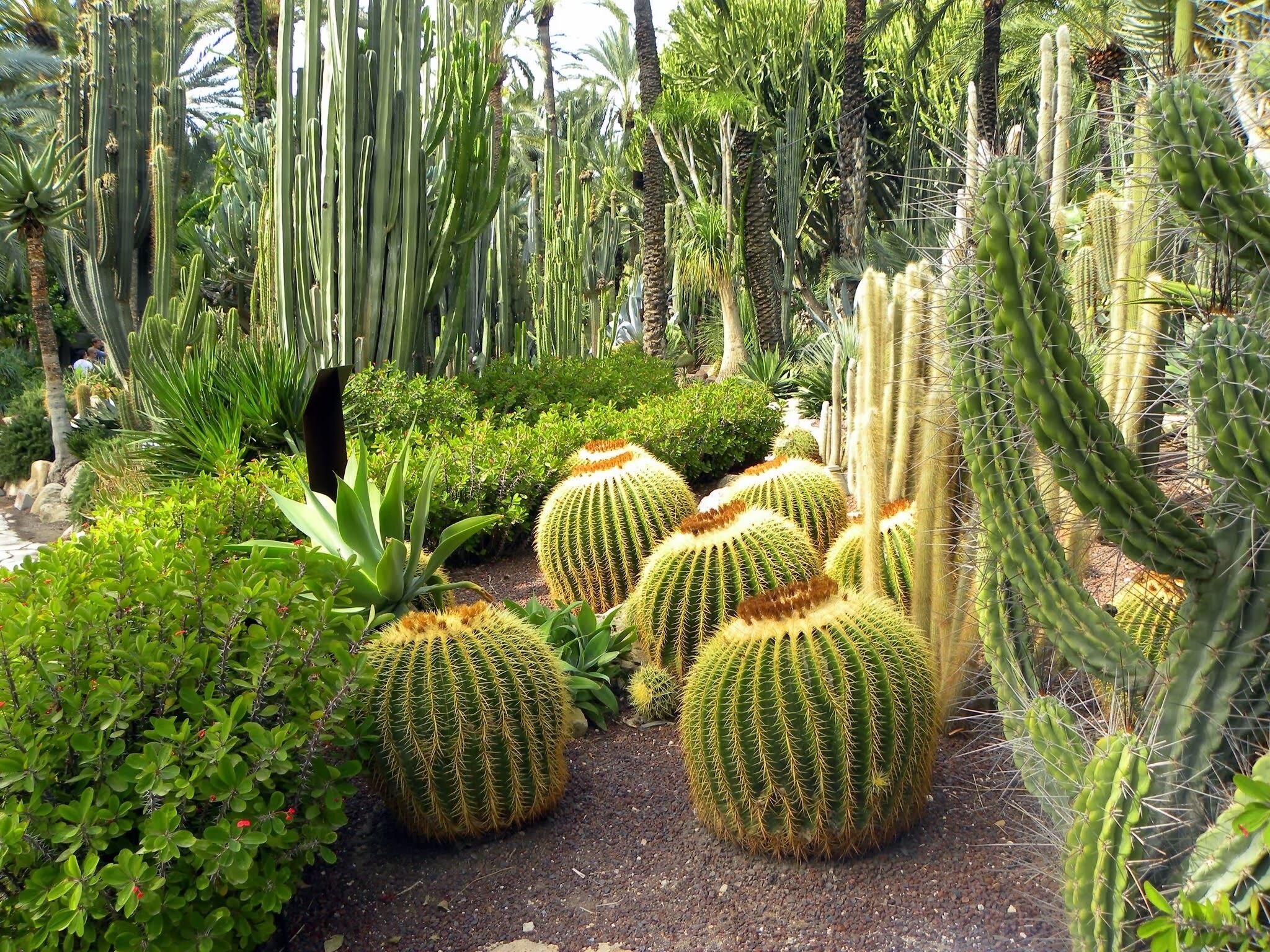 Elche,El huerto del Cura (Palmeskov)