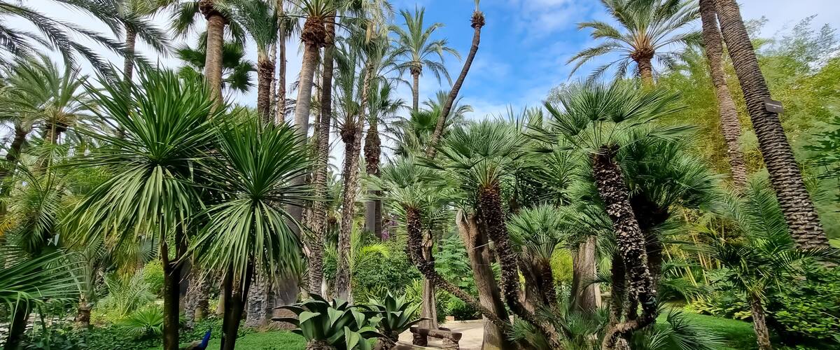 Een weelderige tuin met hoge palmbomen, dichte groene beplanting en een heldere blauwe lucht.