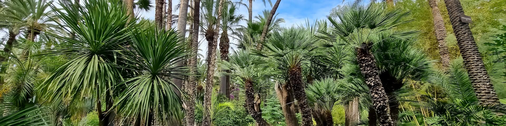 A lush garden with tall palm trees, dense green foliage, and a clear blue sky.