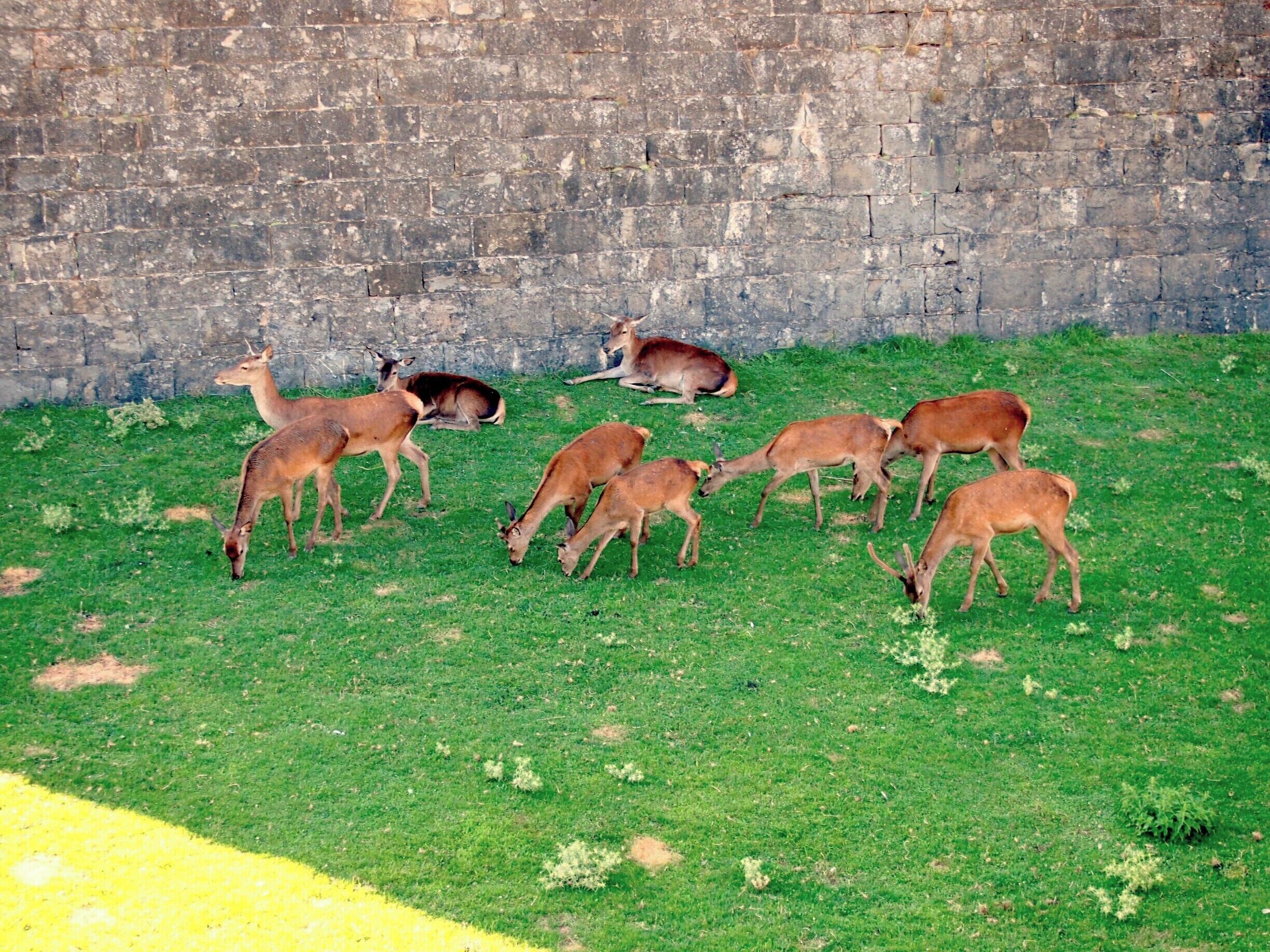 La Ciudadela de Jaca is the ancient castle of the Kings of Aragon, and though it is striking just in of itself, the deers that graze freely in the grassy moat are an amazing attraction!
#caminodesantiago   

DAY 1 - JACA http://www.endoftherainbow.net/blogita/giorno3km0jaca