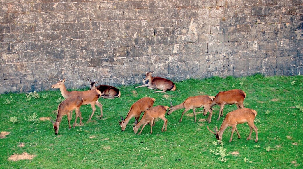 La Ciudadela de Jaca is the ancient castle of the Kings of Aragon, and though it is striking just in of itself, the deers that graze freely in the grassy moat are an amazing attraction!
#caminodesantiago
DAY 1 - JACA http://www.endoftherainbow.net/blogita/giorno3km0jaca