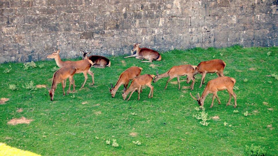A group of deer grazing on a grassy field with a stone wall in the background.