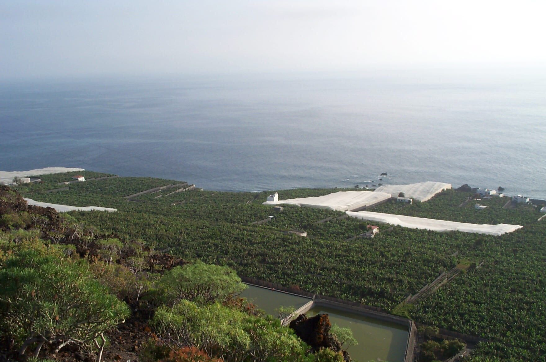 Plantaciones de platanos