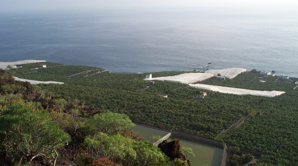 Plantaciones de platanos
