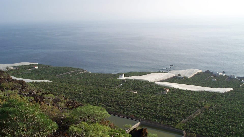 Plantaciones de platanos