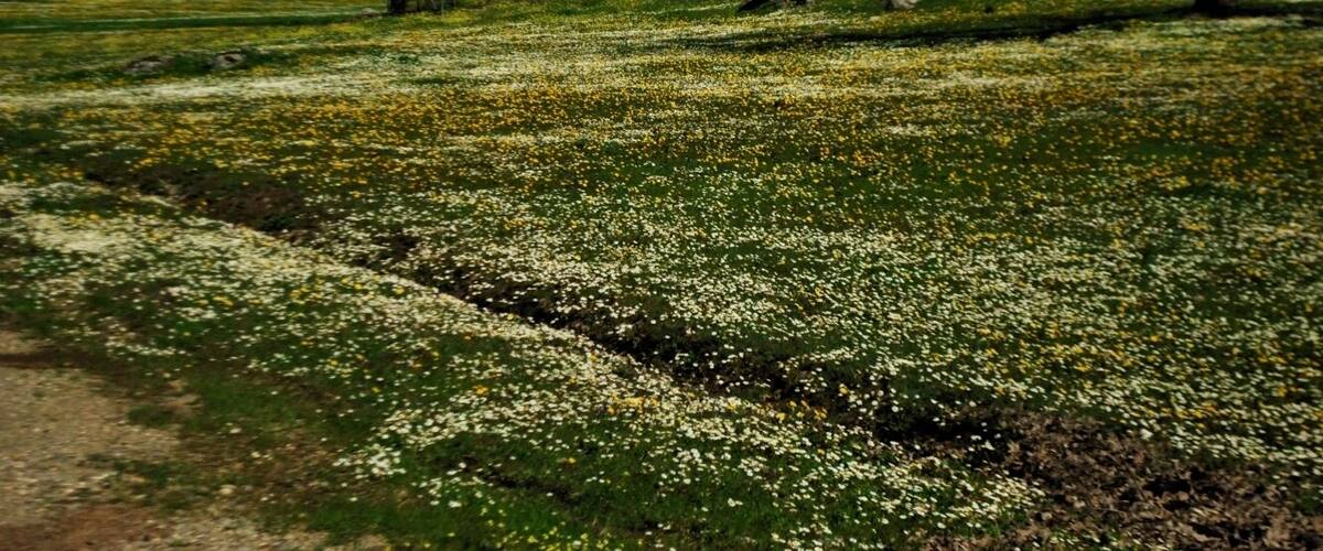 A field of white and yellow flowers, a white structure, and trees in a rural landscape.