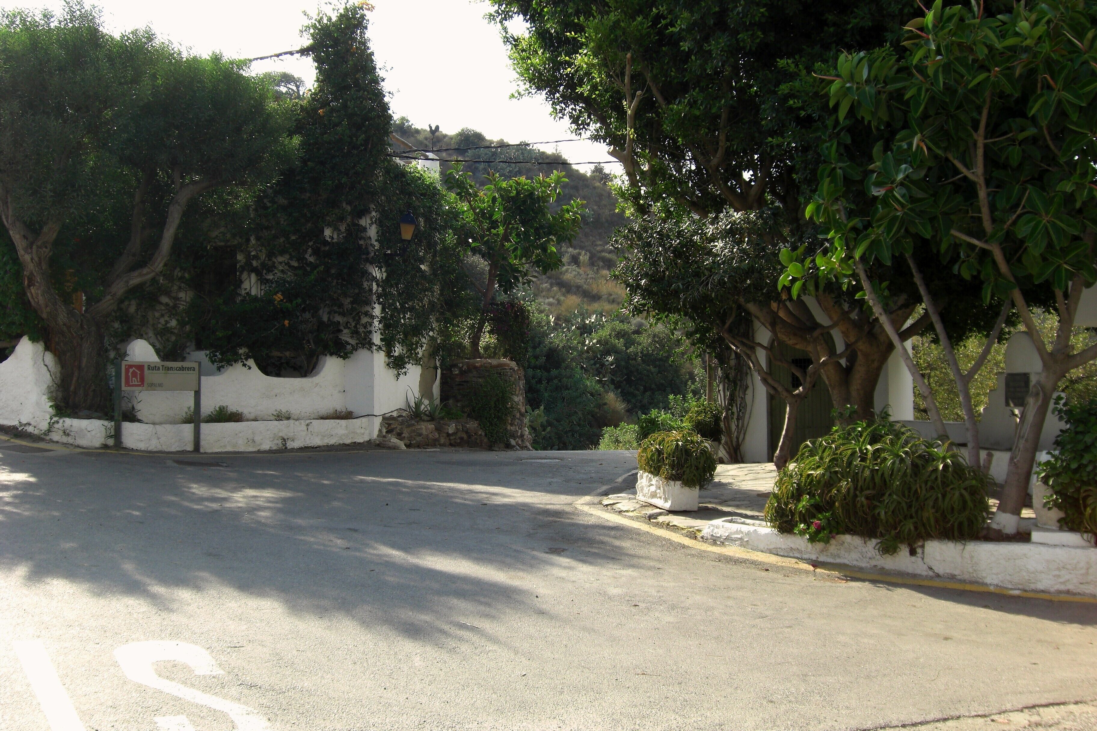 A quiet street lined with trees and a white wall.