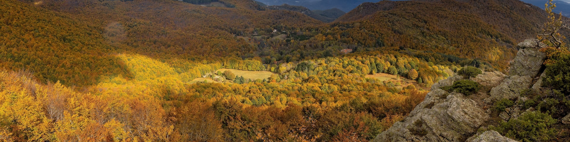 Nice beech forest in autumn in Spain, mountain Montseny