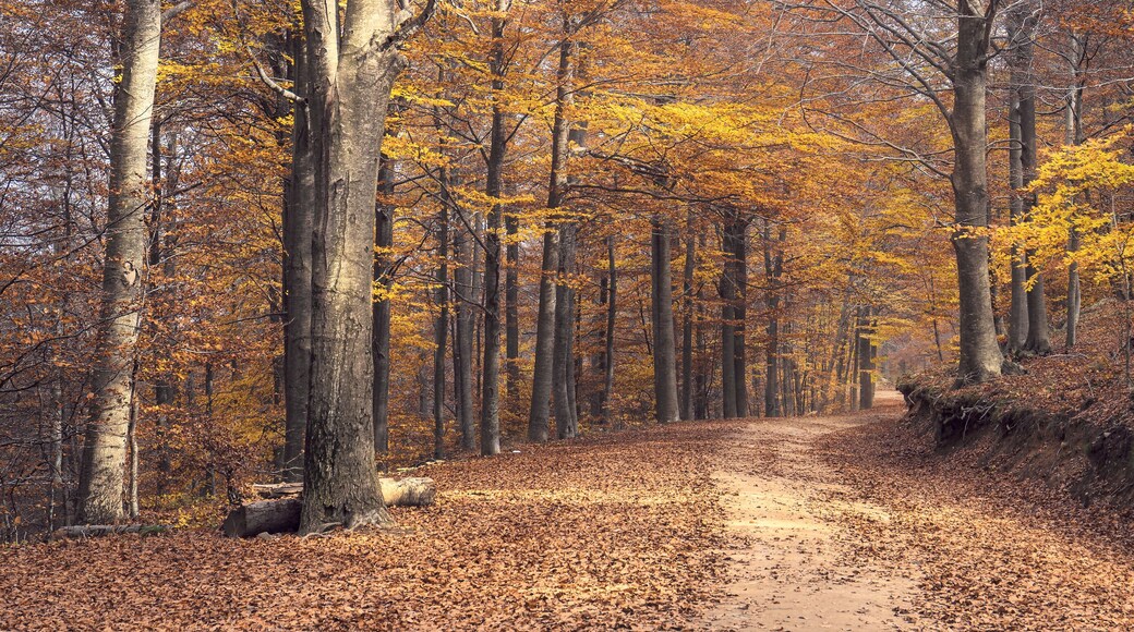 Beech Forest in Montseny Natural Park, Catalonia