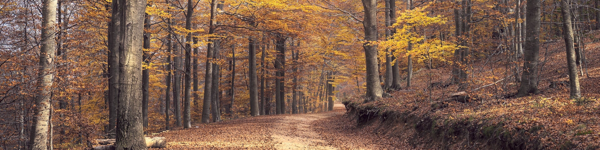 Un sendero boscoso cubierto de hojas otoñales amarillas y anaranjadas.