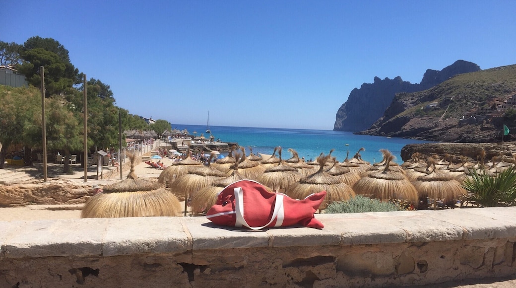 Fish at cala st vincente