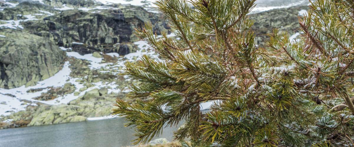 A pine tree with snow-covered ground and a lake in the background.