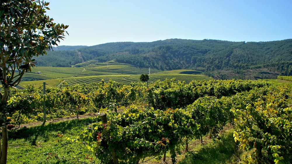 Rosal Vineyards in Galicia, Spain