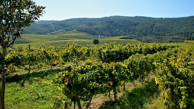 Rosal Vineyards in Galicia, Spain