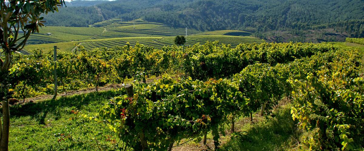 A vineyard with rows of grapevines and a hilly landscape in the background.