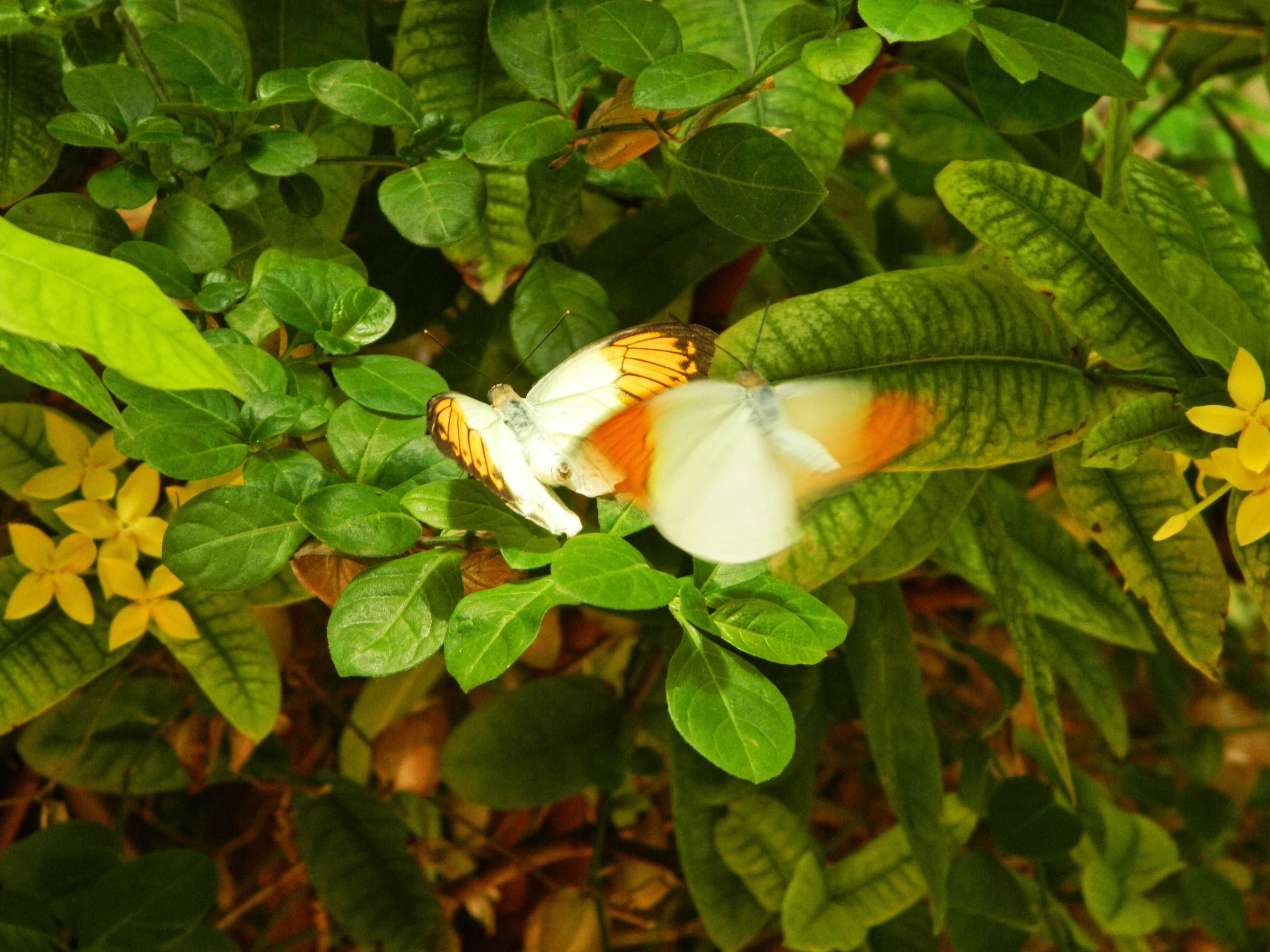 San Bartolomé de Tirajana, Las Palmas, Spain