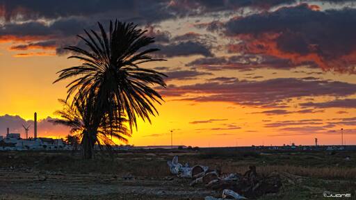 Juncalillo del Sur- Gran Canaria.