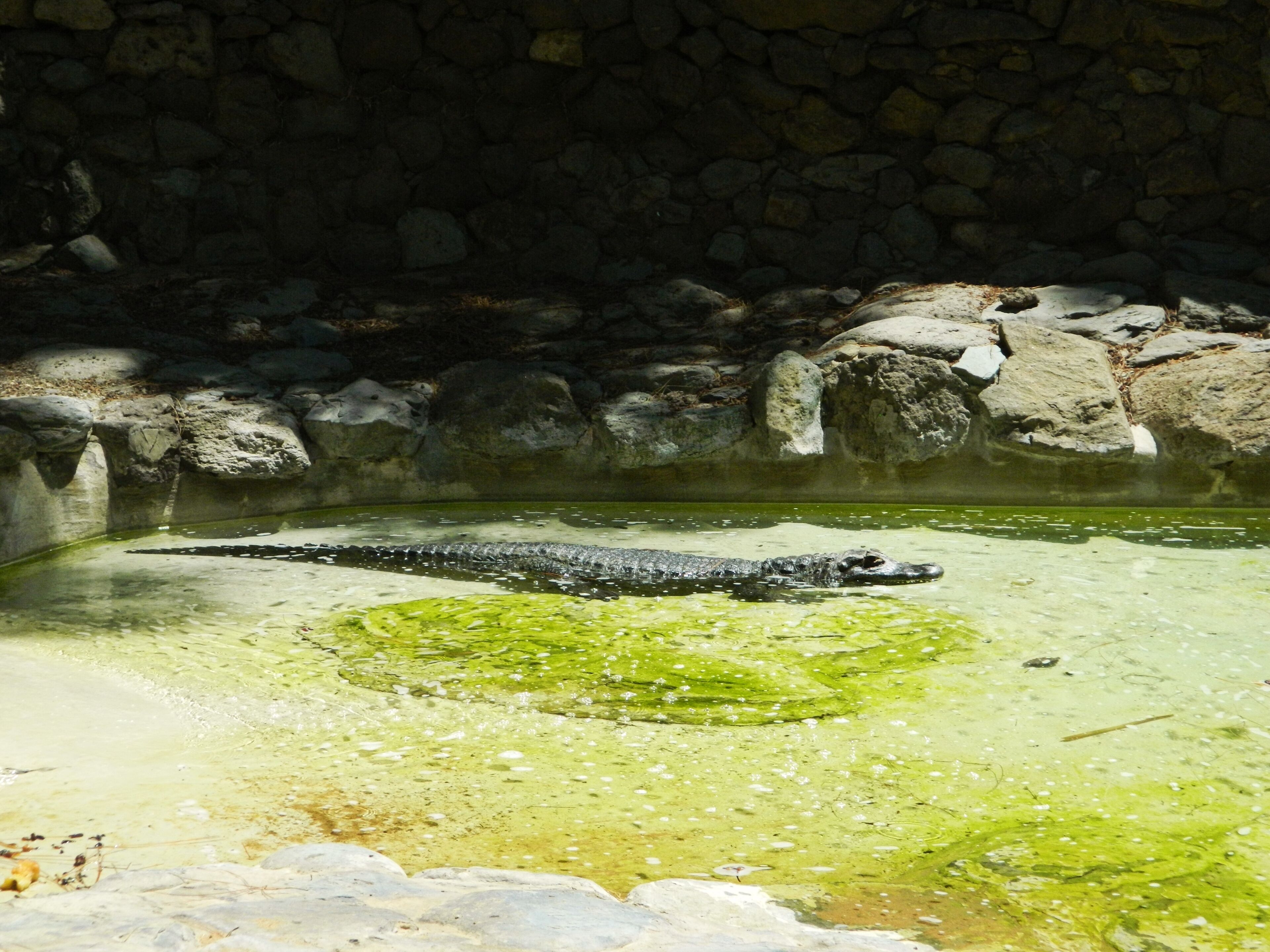 San Bartolomé de Tirajana, Las Palmas, Spain
