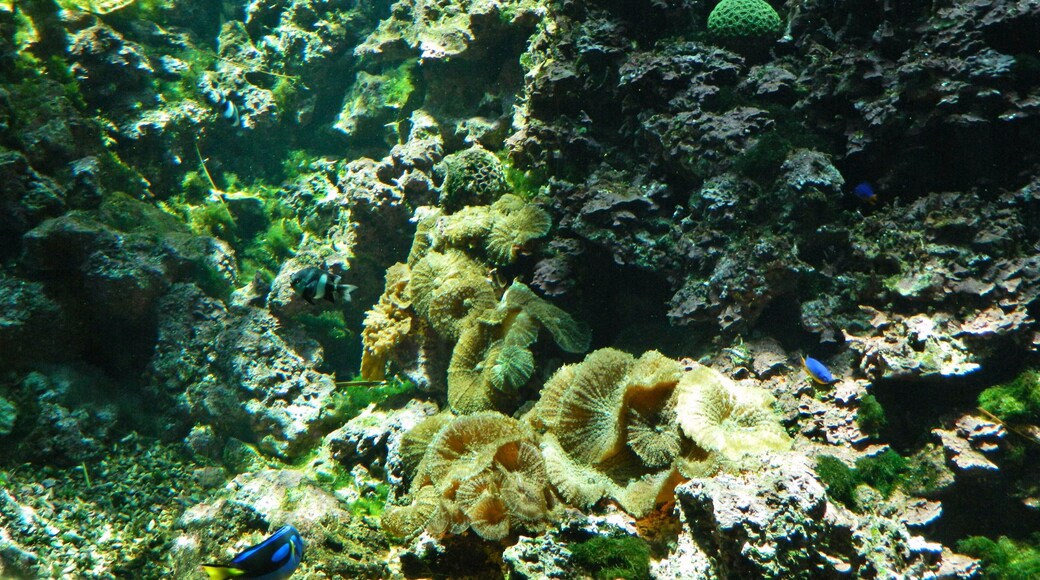 San Bartolomé de Tirajana, Las Palmas, Spain