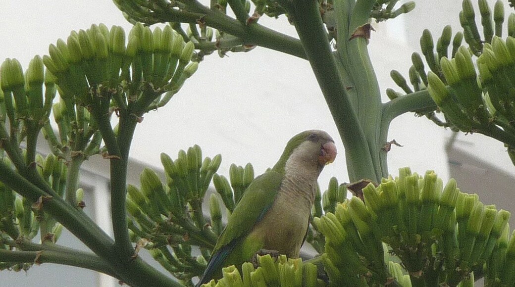 Flocks of up to 25 fly all along this part of the Spanish coastal district. Unlike most other parakeets, they build nests rather than using holes in tree trunks.
