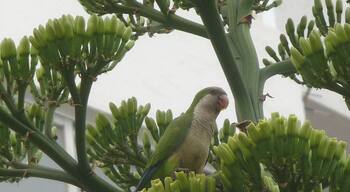 Flocks of up to 25 fly all along this part of the Spanish coastal district. Unlike most other parakeets, they build nests rather than using holes in tree trunks.