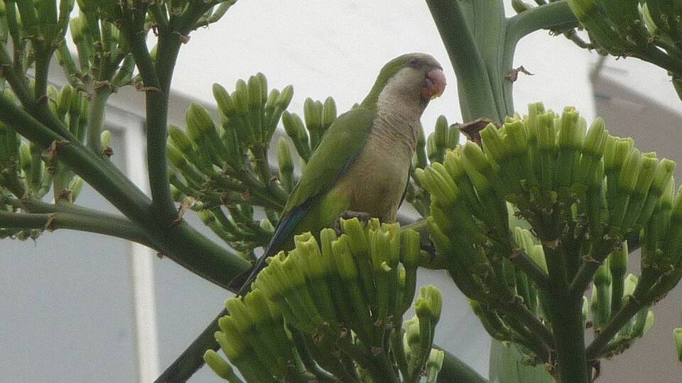 Flocks of up to 25 fly all along this part of the Spanish coastal district. Unlike most other parakeets, they build nests rather than using holes in tree trunks.