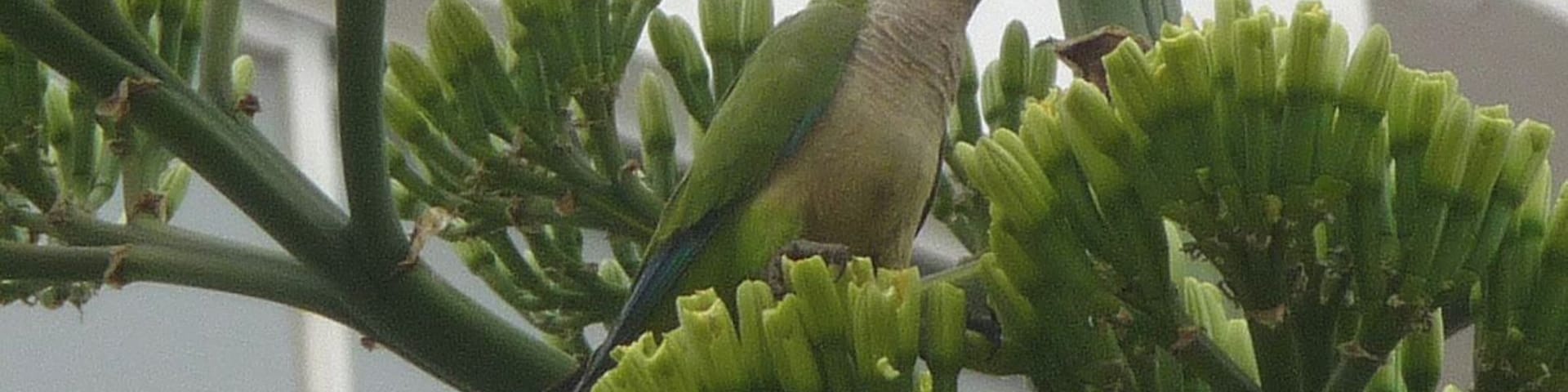Flocks of up to 25 fly all along this part of the Spanish coastal district. Unlike most other parakeets, they build nests rather than using holes in tree trunks.