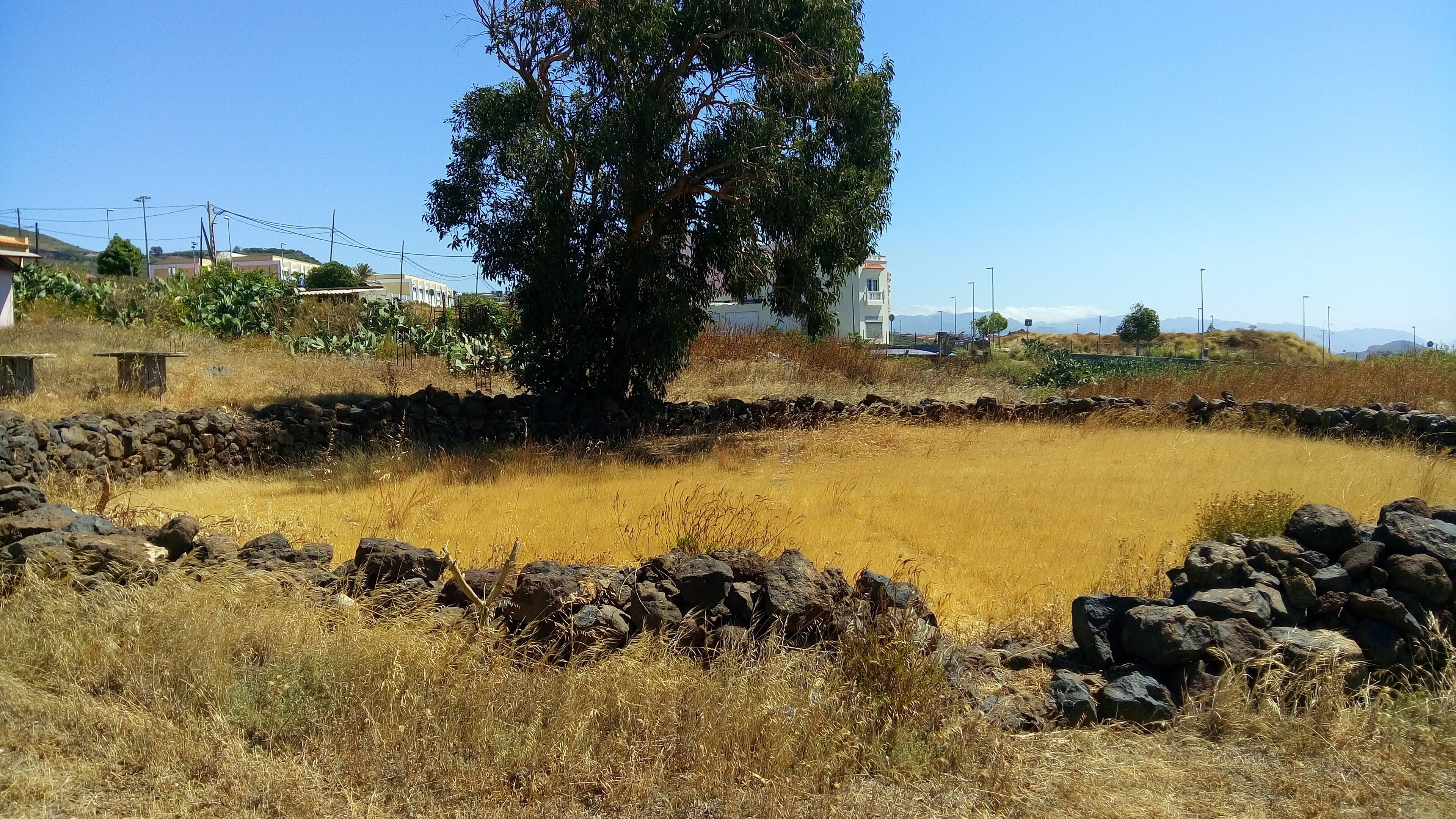 A dry, rocky field with a large tree in the center, surrounded by a stone wall.